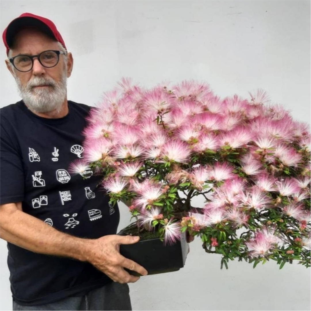 Odilon Faccio com bonsai de Caliandra rosa, que cultiva desde 1976.